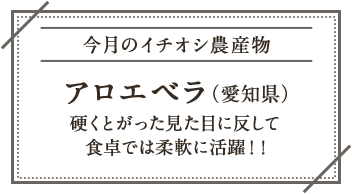 今月のイチオシ農産物 アロエベラ（愛知県） 硬くとがった見た目に反して食卓では柔軟に活躍！！