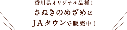 香川県オリジナル品種！ さぬきのめざめはJAタウンで販売中!