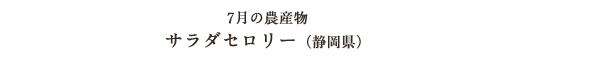 7月の農産物 サラダセロリー（静岡県）