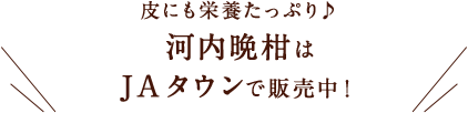 皮にも栄養たっぷり♪河内晩柑はJAタウンで販売中！