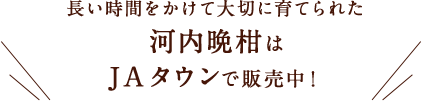 長い時間をかけて大切に育てられた河内晩柑はJAタウンで販売中！