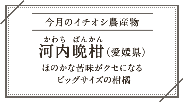 今月のイチオシ農産物 河内晩柑 かわちばんかん（愛媛県） ほのかな苦味がクセになるビッグサイズの柑橘