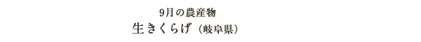 9月の農産物 生きくらげ（岐阜県）